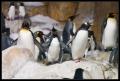 Penguins on Rocks CRW_8205